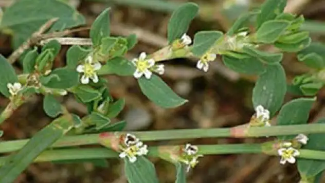 'Hırsız Otu' sır gibi saklanıyor!