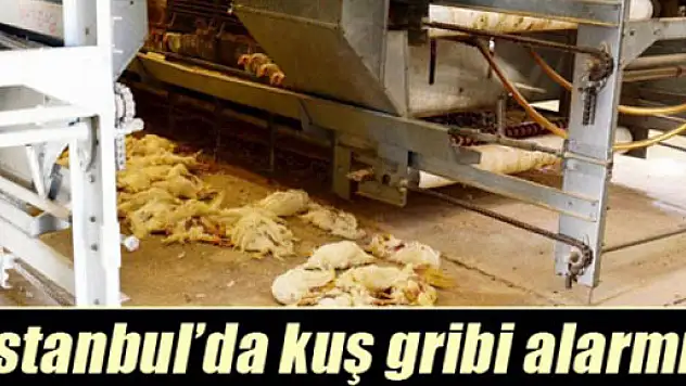 Kuş gribi alarmı yetkilileri harekete geçirdi