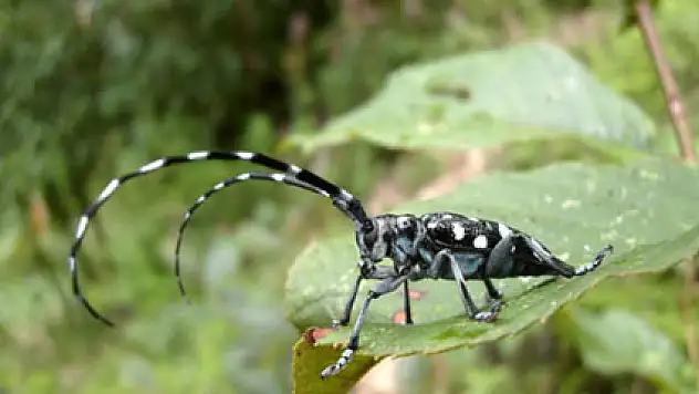Fatih'te 'böcek' alarmı