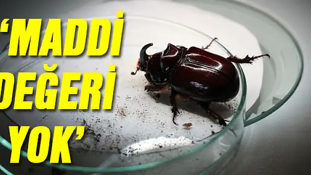 Gergedan Böceği gerçeğini OMÜ açıkladı