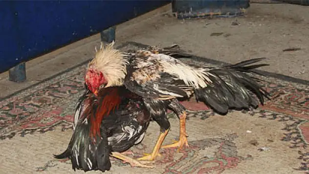 Horoz dövüşçülerine sahur baskını