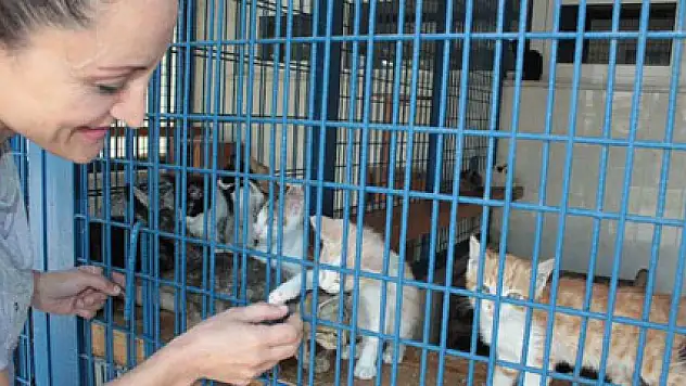 Yavru kediler sahiplerini bekliyor