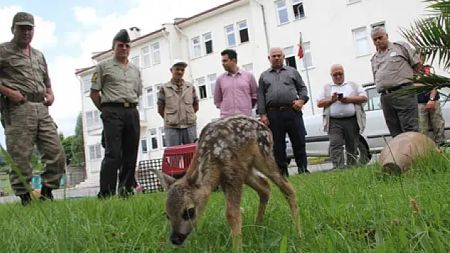 Karaca Yavrusuna Jandarma Şefkati 