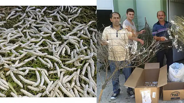 Yakakent'te İpek Böceği Yetiştiriciliği Başladı