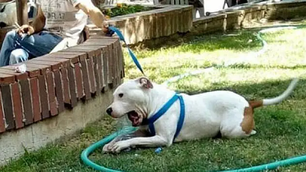 Pitbull 4 yaşındaki çocuğun kulağını kopardı