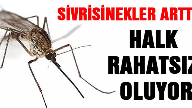 Sivrisinekler Arttı! Halk Rahatsız Oluyor