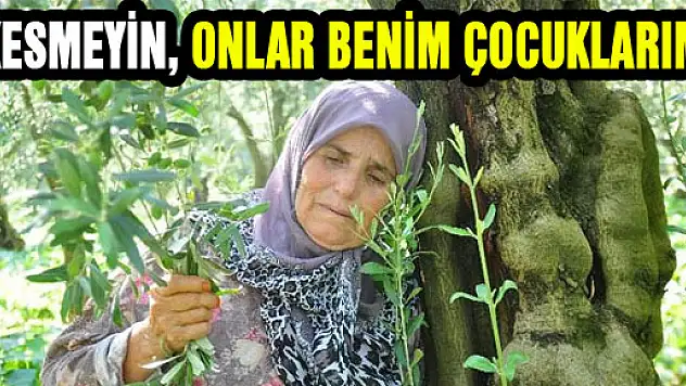 Zeytin ağaçlarına sarılarak: 'Kesmeyin, onlar benim çocuklarım'