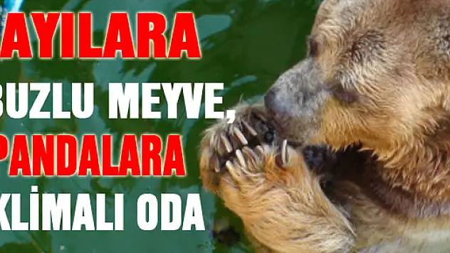 Ayılara buzlu meyve, pandalara klimalı oda