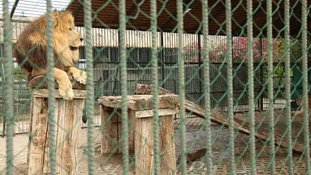 Onlarda Sıcaktan bunalıyor!