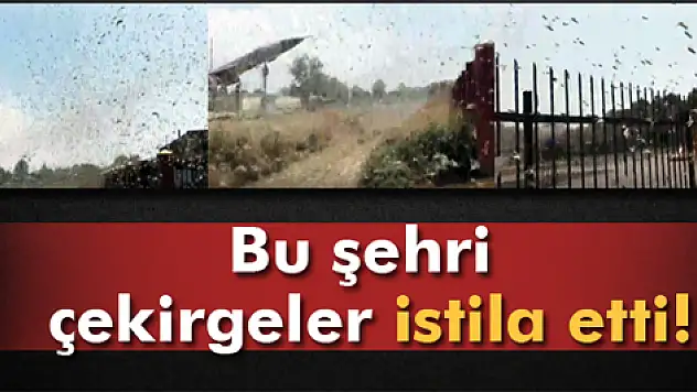 Bu şehri çekirgeler istila etti