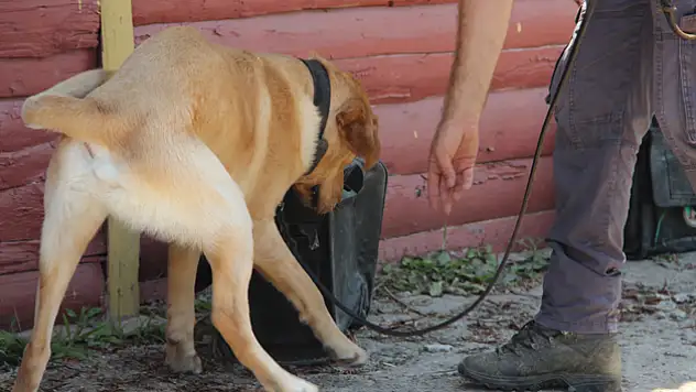 Bomba uzmanı K9 köpekleri hayat kurtarıyor