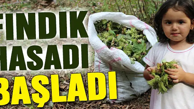 Fındık Hasadı Başladı
