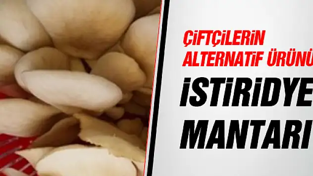 ALTERNATİF ÜRÜN: İSTİRİDYE MANTARI