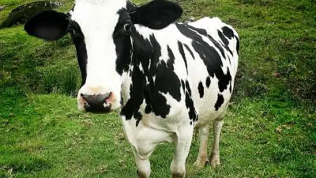 Besilik Sığır Destekleme Ödemesi yapıldı