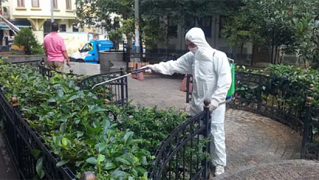 Zehirli tırtıllara belediyeden müdahale