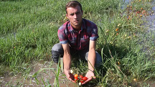 Fabrika suları yüzlerce dönüm sebzeyi çürüttü