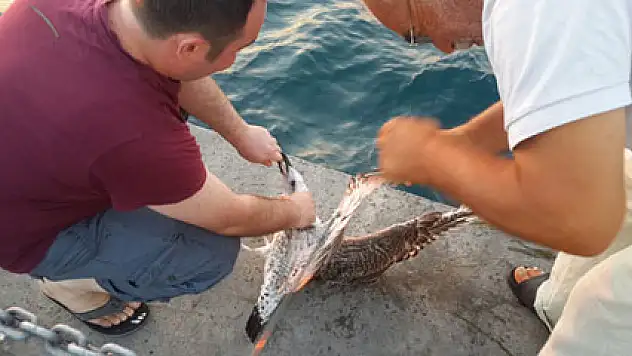 Balık beklerken oltaya martı takıldı