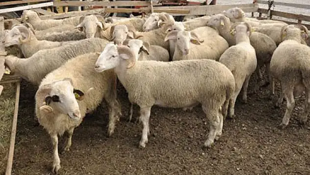 'Marketten Yapılan Kurban Kesimi Caiz Değil'