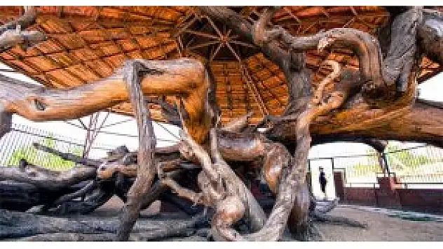 12 asırlık tarihi çam koruma altında