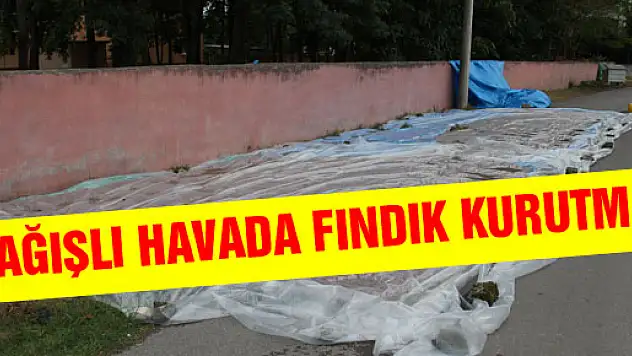 YAĞIŞLI HAVADA FINDIK KURUTMA TELAŞI