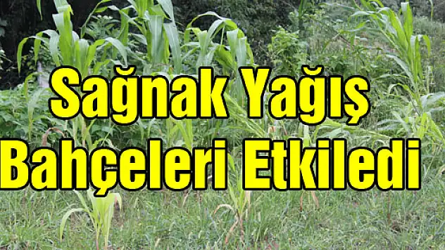 SAĞANAK YAĞIŞ BAHÇELERİ ETKİLEDİ