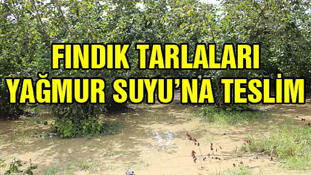 FINDIK TARLALARI YAĞMUR SUYU'NA TESLİM