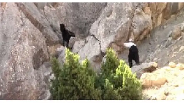 Kayalıklara düşen keçiler 3 gün sonra kurtarıldı