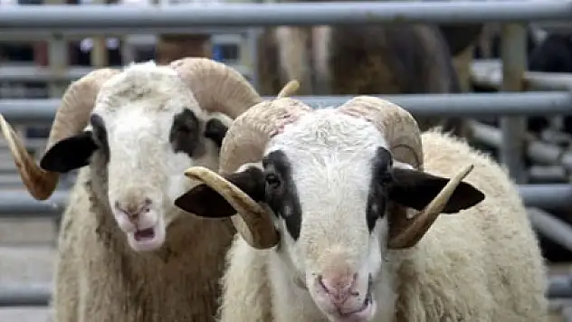 'Kurban Ranta Dönüşmesin'