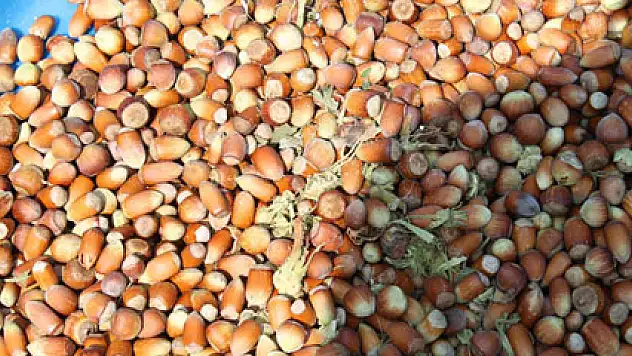 Fındıkta tüm zamanların rekoru kırıldı