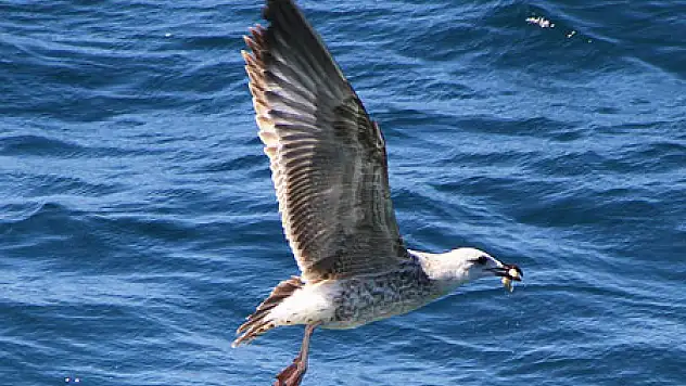 MARTILAR DA SEZONU AÇTI