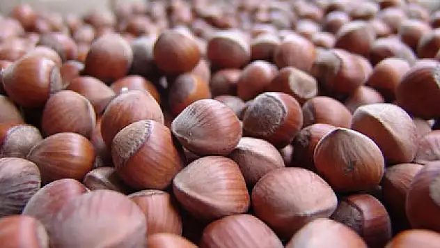 1 TON FINDIK ÇALINDI