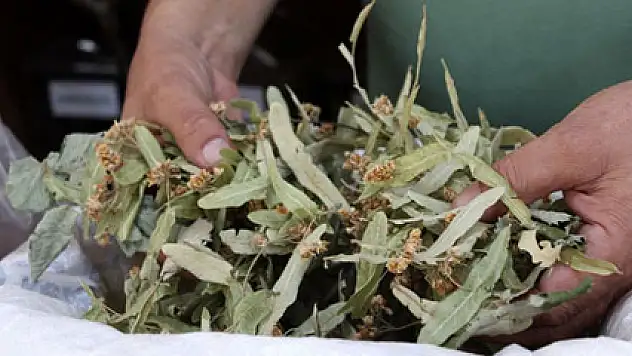 Ihlamur içmek lüks oldu