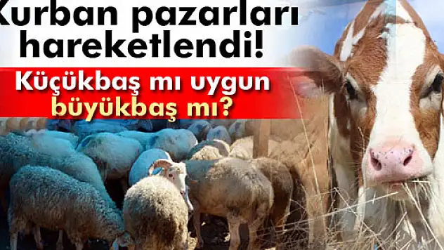 Küçükbaş hayvan büyükbaşa göre daha uygun