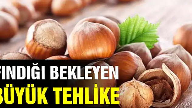 FINDIĞI BEKLEYEN BÜYÜK TEHLİKE 