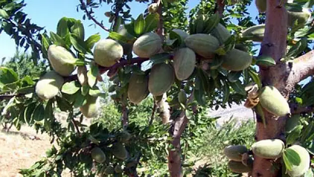 Badem hasadı çiftçinin yüzünü güldürdü