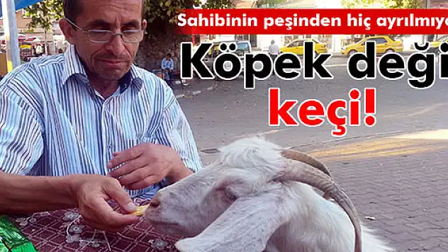 Köpek gibi eğittiği keçisi, yanından hiç ayrılmıyor