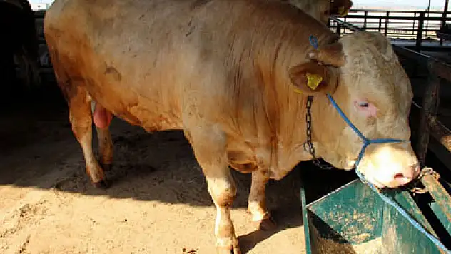 Şampiyonun bonservisi 15 bin TL