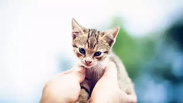 4 Ekim Ne Günü? Hayvanları Koruma Günü Mesajları ve Anlamı