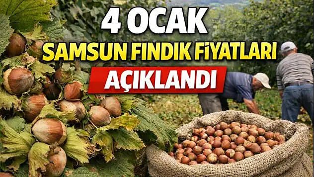4 Ocak Samsun Fındık Fiyatları Açıklandı: Çarşamba ve Terme Hattında Yeni Rakamlar
