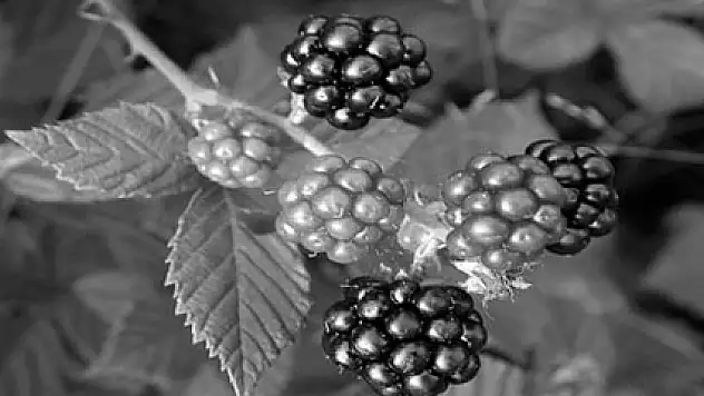 Böğürtlen eczane gibi