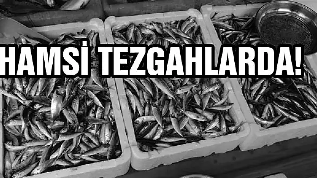 HAMSİ TEZGAHLARDA!