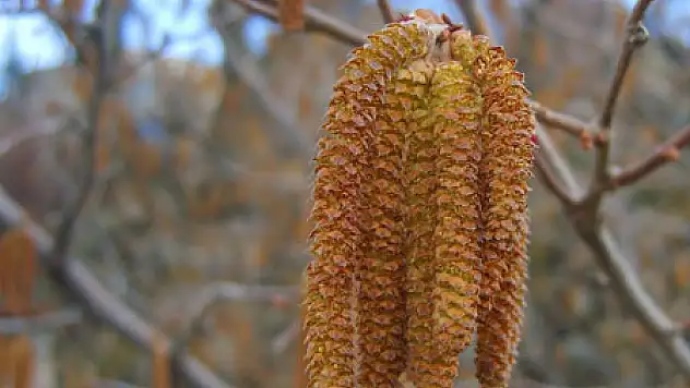 Bal Arılarının Fındık Sırrı