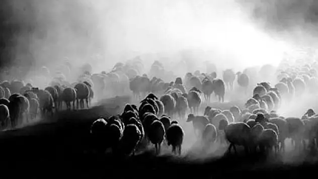 Teröristler yaylalardaki çobanları tuzağa düşürüyor