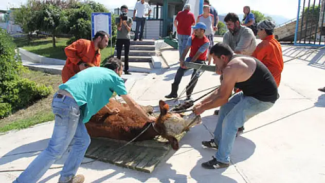 Polis Boğulmaktan Kurtardı, Eziyet Edilerek Tır'a Yüklendi