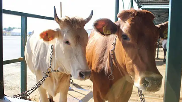 Kurbanlık hayvana küfür etmenin cezası 499 lira