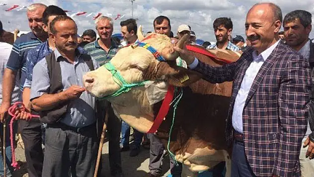 TÜRKİYENİN EN GÜZEL KURBANLIĞI ÇARŞAMBA'DAN…
