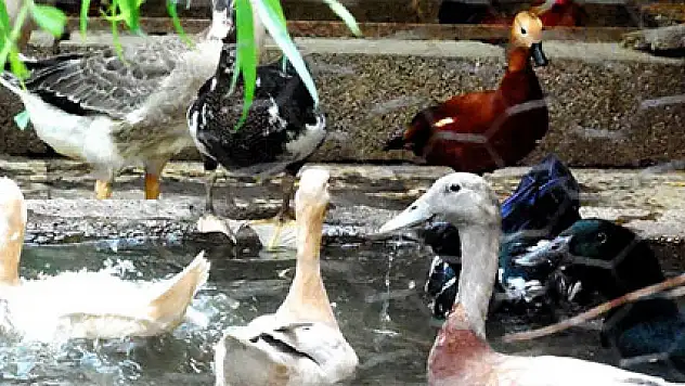 Evini hayvanat bahçesine çevirdi