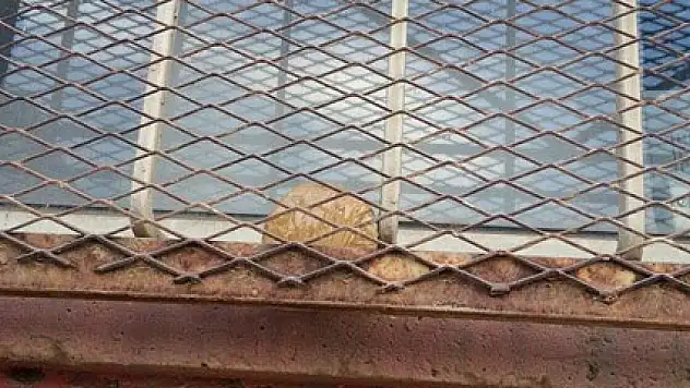 Teröristler ilkokul öğrencilerini hedef aldı