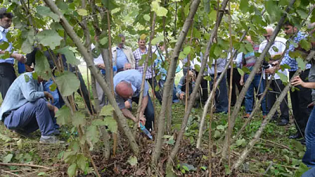 Fındıkta 'Bilimsel Budama'