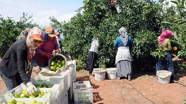 Narenciye yüzleri ekşitmiyor